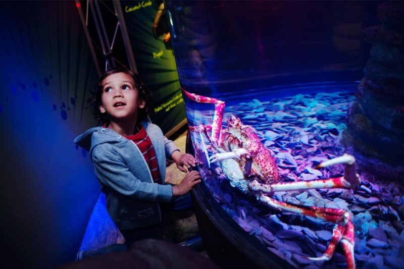 Manchester: SEA LIFE Entrance Ticket - What to Expect at SEA LIFE Manchester