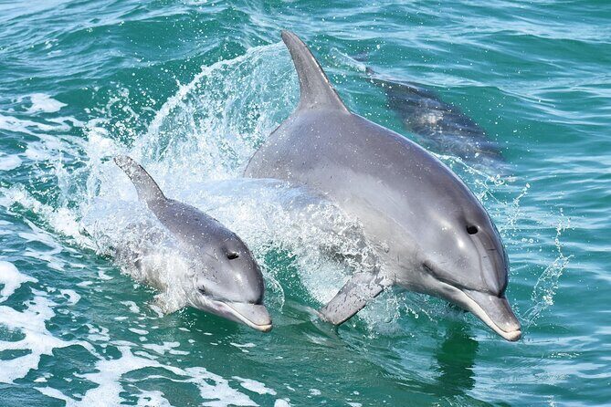 Mandurah Dolphin Cruise and Views - An Overview of the Mandurah Dolphin Cruise Experience