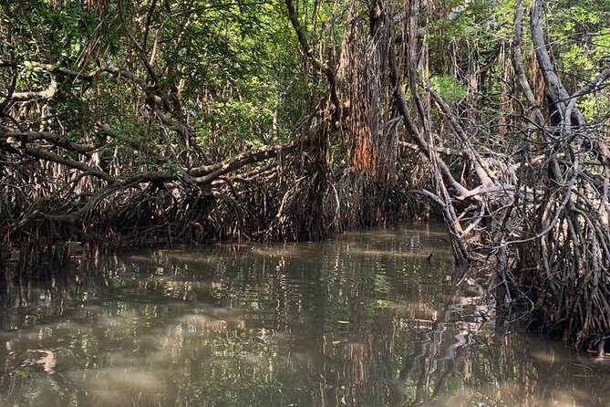 Mangrove Adventure - Key Points