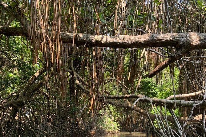 Mangrove Adventure - Discovering the Scenic Charm of Kalutara’s Mangrove Ecosystems