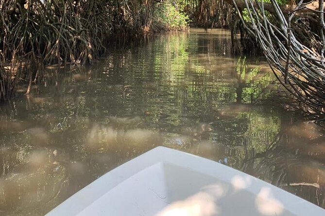 Mangrove Adventure - Final Thoughts
