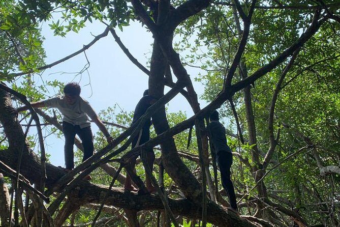 Mangrove Adventure - FAQ