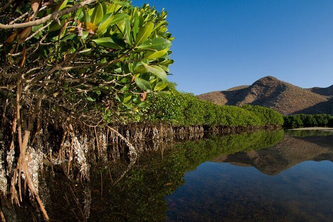 Mangrove Adventure with Snorkeling and Shellfish Tasting - What Makes This Tour Stand Out