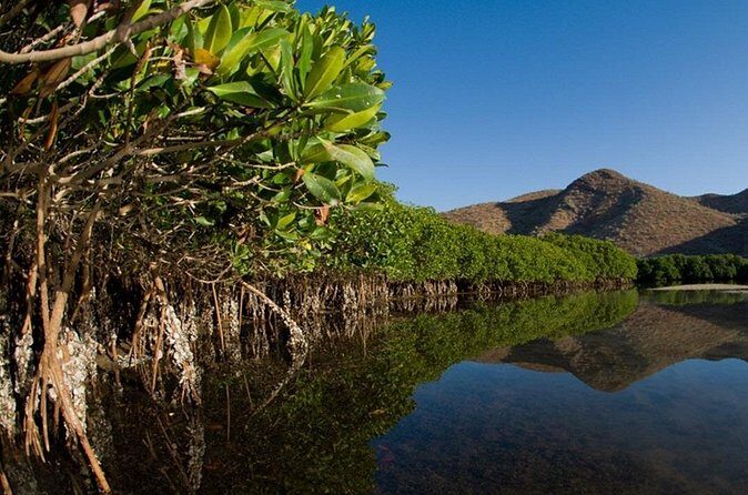 Mangrove Adventure with Snorkeling and Shellfish Tasting - FAQ