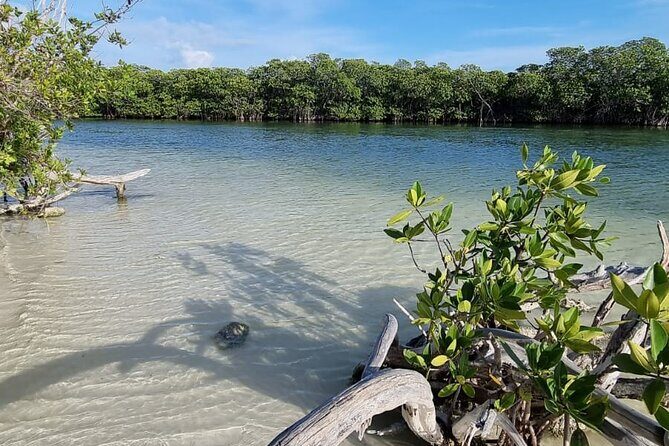 Mangrove and Lagoon Speed Boat Tour - Practical Details and What to Expect