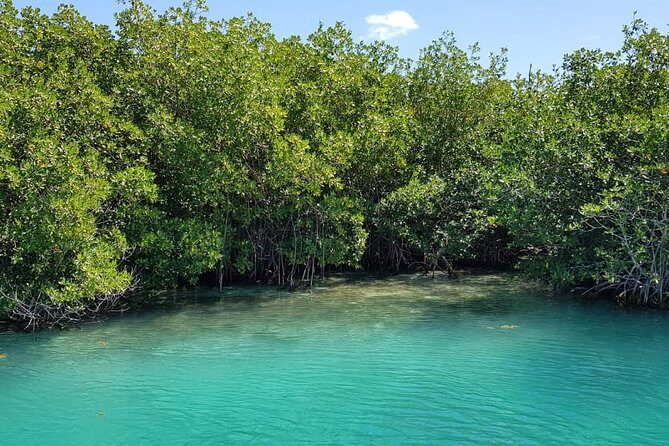 Mangrove and Lagoon Speed Boat Tour - The Experience in Detail