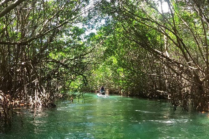 Mangrove and Lagoon Speed Boat Tour - FAQ