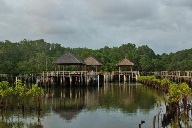 Mangrove Forest Bali Canoe Eco Tour - An In-Depth Look at the Mangrove Forest Bali Canoe Eco Tour
