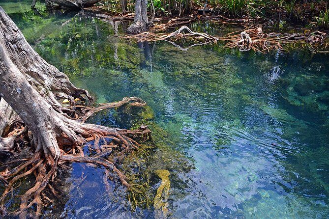 Mangrove Forest Tour In Langkawi - An In-Depth Look at the Mangrove Forest Tour