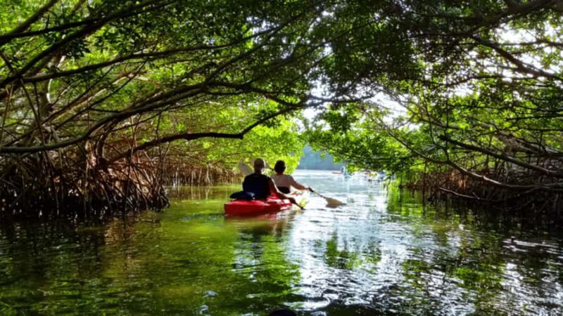 Mangrove Jungle exploration on SUP/Kayak - Key Points