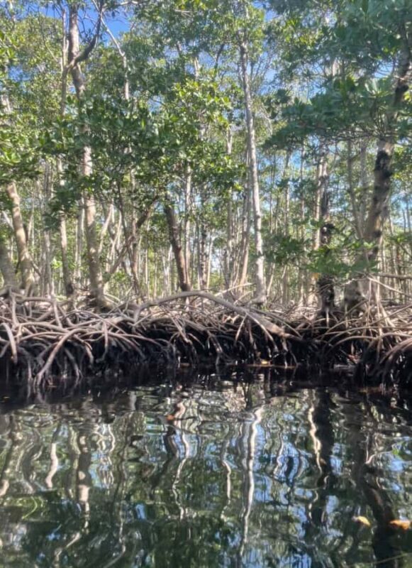 Mangrove Jungle exploration on SUP/Kayak - Frequently Asked Questions (FAQs)