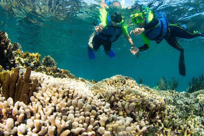 Mangrove Jungle Speedboat Experience - The Sum Up