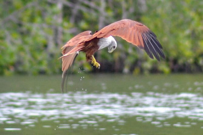 Mangrove Kayaking Adventure in Langkawi (Shared Tour) - Who Is This Tour Best For?