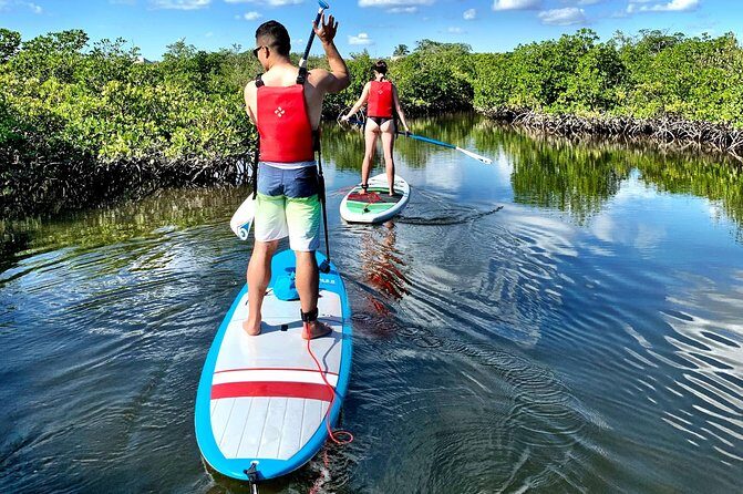 Mangrove SUP Safari - An In-Depth Look at the Mangrove SUP Safari