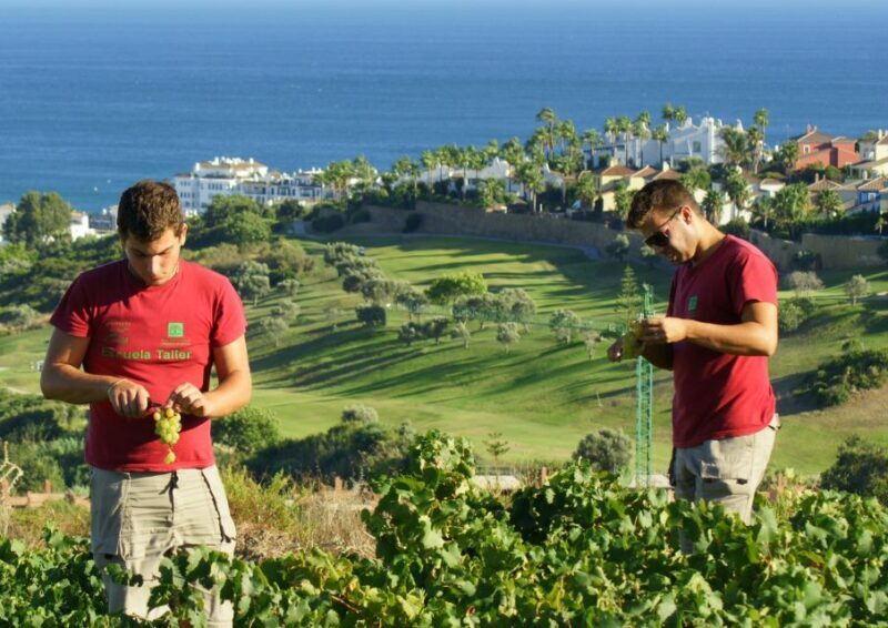 Manilva: Nilva Vineyard, Wine Tasting & Tapas Guided Tour - Why You’ll Love This Tour