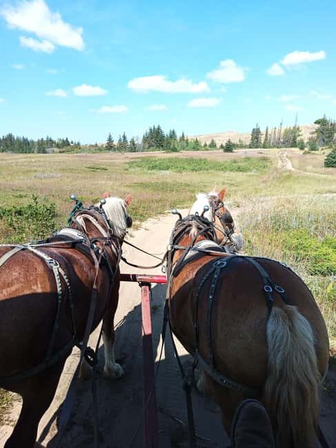 Manitoba: Horse-Drawn Wagon Ride in Spruce Woods Park - Manitoba: Horse-Drawn Wagon Ride in Spruce Woods Park