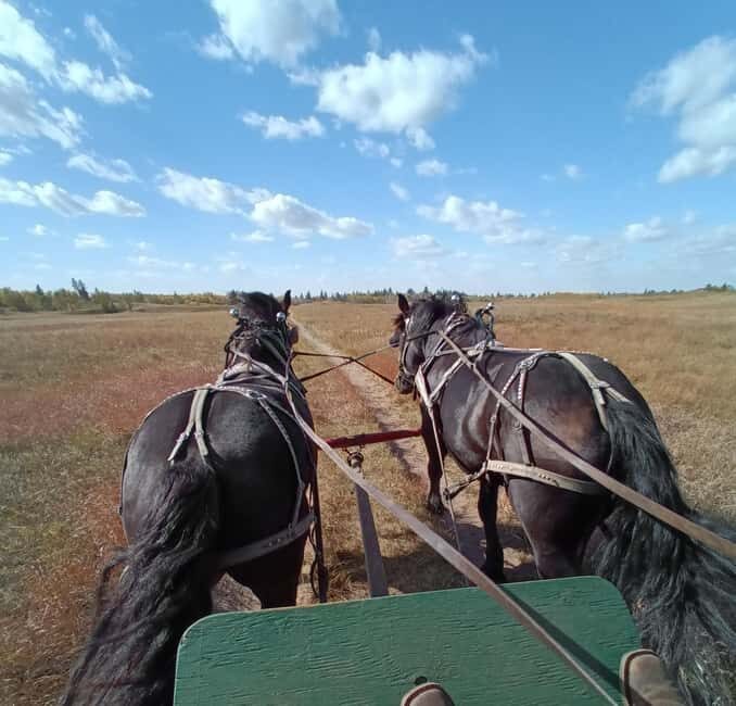 Manitoba: Horse-Drawn Wagon Ride in Spruce Woods Park - Value and Practical Considerations