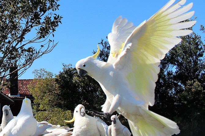 Manly and more private tour - Exploring Nature and Urban Renewal