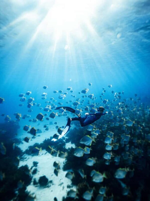 Manly: Beginner Freediving: Breath-Hold & Ocean Exploration - Key Points