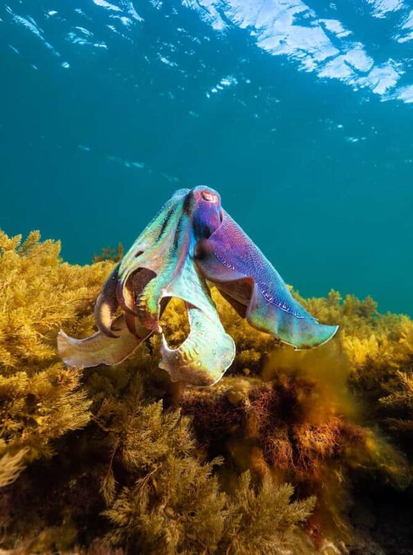 Manly: Beginner Freediving: Breath-Hold & Ocean Exploration - The Sum Up: Is It Worth It?