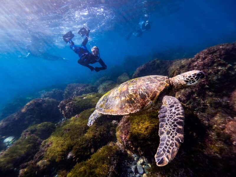 Manly: Beginner Freediving: Breath-Hold & Ocean Exploration - FAQs