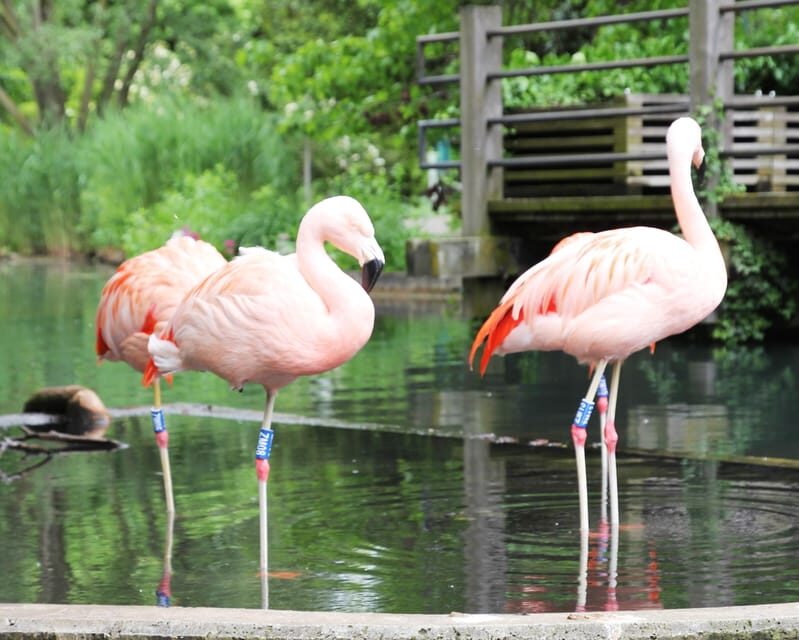 Mannheim, guided park tour: Luisenpark - FAQ