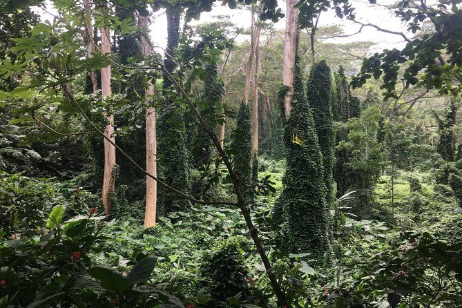 Manoa Falls-Electric Bike to Hike Experience Local meal included - Who Would Love This Tour?