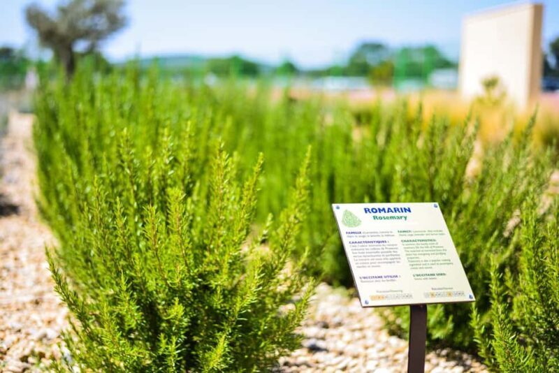 Manosque: L'Occitane en Provence Guided Factory Tour - A Closer Look at the Experience