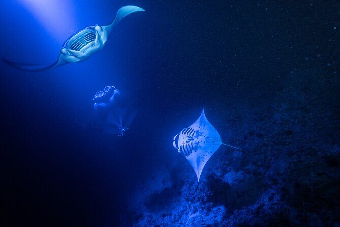 Manta Ray Night Snorkel Adventure in Kailua-Kona - What Is the Manta Ray Night Snorkel Adventure?