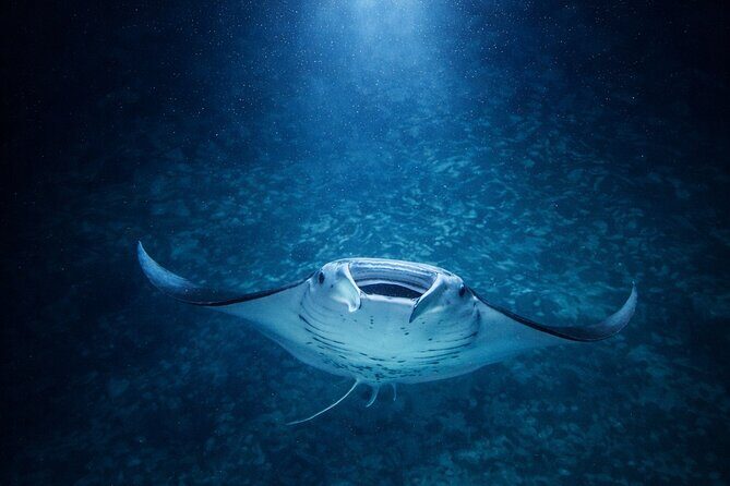 Manta Ray Night Snorkel Adventure in Kailua-Kona - Who Should Consider This Tour?