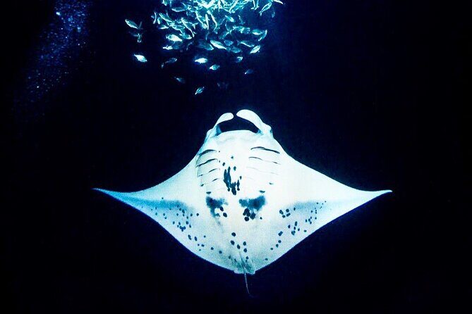 Manta Ray Night Snorkel and Dive - Key Points