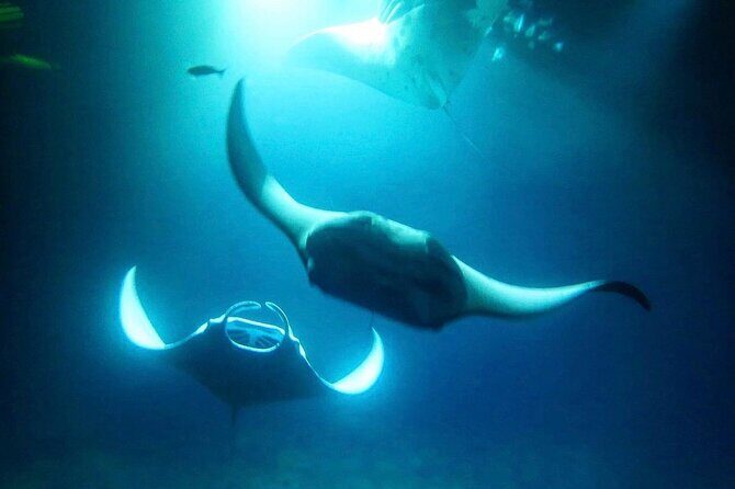 Manta Ray Night Snorkel and Dive - Who Will Love This Tour?