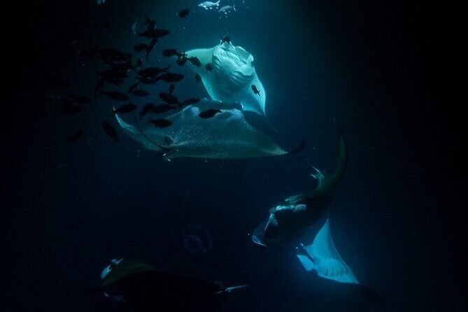 Manta Ray Snorkel Experience - An In-Depth Look at the Manta Ray Snorkel Experience