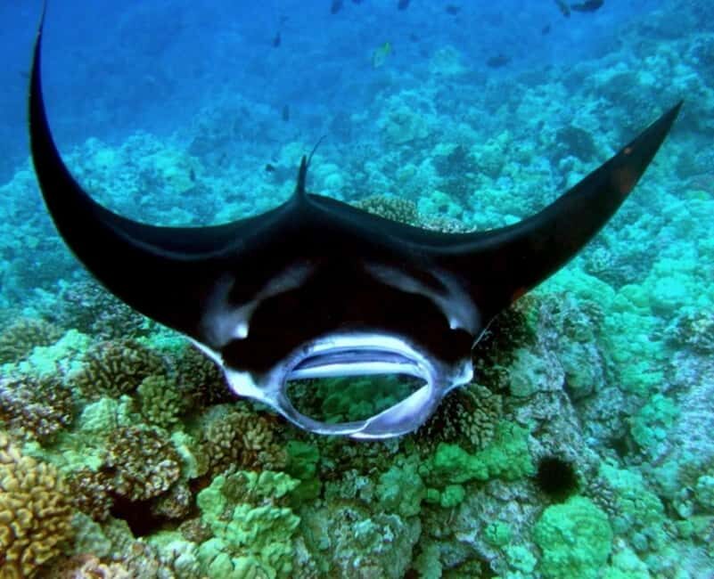Manta Ray Snorkel in Kailua-Kona with Hot Cocoa - What the Tour Offers: A Deep Dive into the Experience