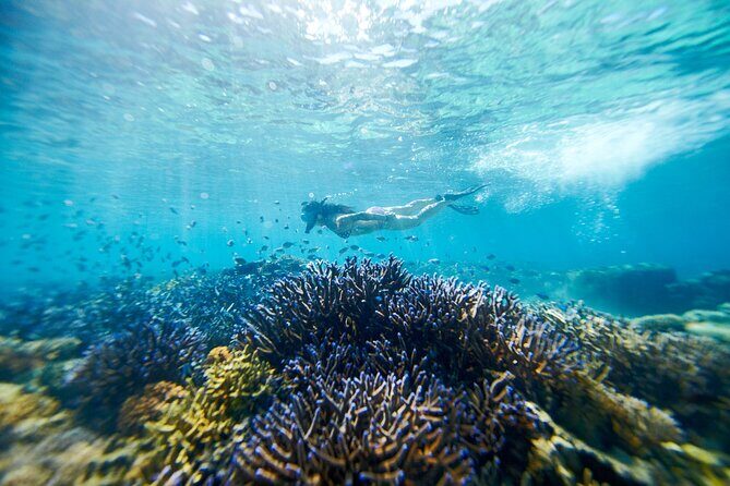 Mantaray Island Day Trip with Lunch - The Value Proposition