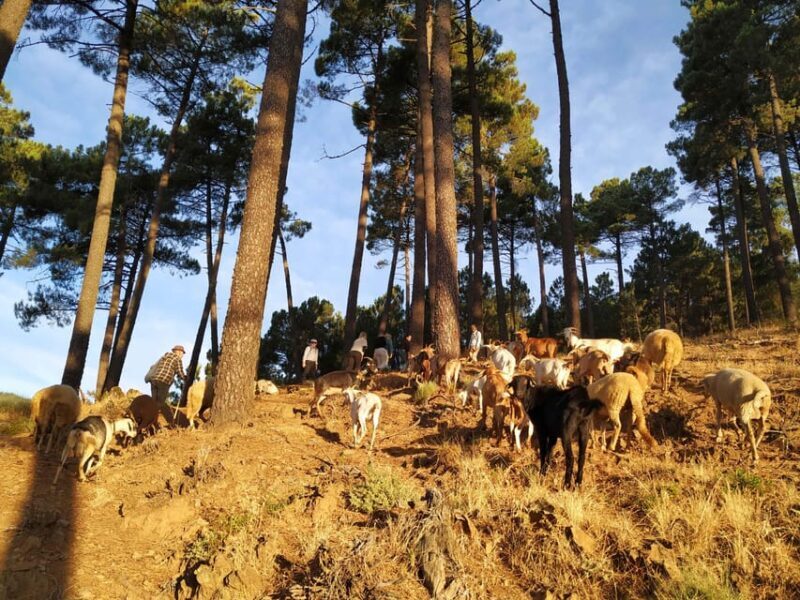 Manteigas: Serra da Estrela Shepherd Path Hike with Shepherd - Key Points