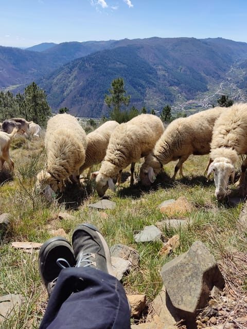 Manteigas: Serra da Estrela Shepherd Path Hike with Shepherd - The Sum Up
