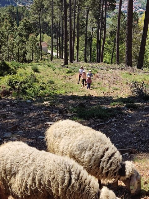 Manteigas: Serra da Estrela Shepherd Path Hike with Shepherd - FAQ