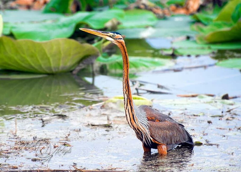 Mantua: Panoramic Cruise with Guide, Natural Oasis and Water Elevator - The Water Elevator: A Technical Marvel