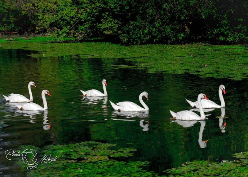 Mantua: Panoramic Cruise with Guide, Natural Oasis and Water Elevator - Practical Details and Value