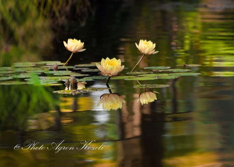 Mantua: Panoramic Cruise with Guide, Natural Oasis and Water Elevator - FAQs