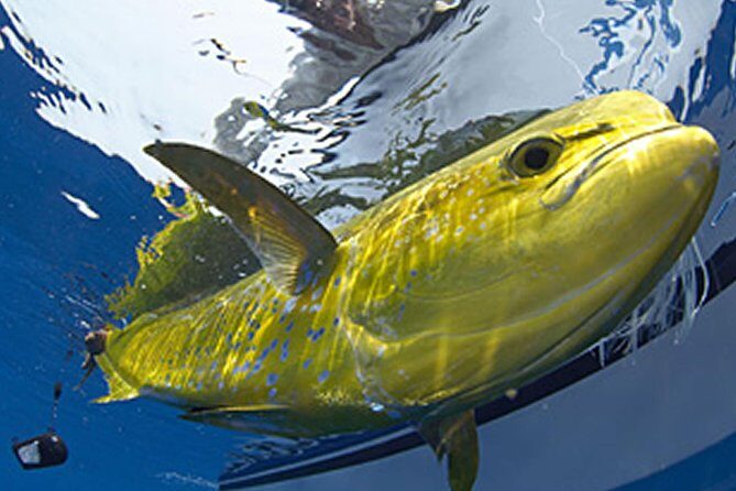 Marathon Offshore Fishing Charter - The Reviews—What Real Guests Say