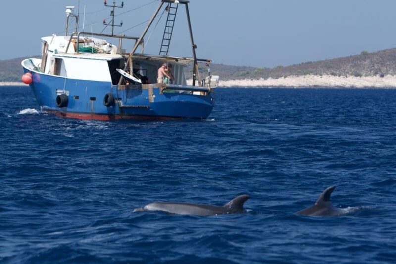 Marbella: Dolphin Watching Boat Tour - FAQ