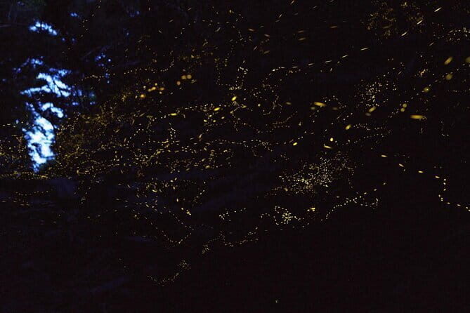 March-JunePrivate Firefly Viewing & Stargazing tour - An In-Depth Look at the Tour Experience
