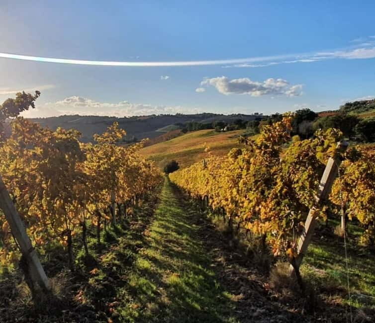Marche Wines: Explore the Richness of Local Flavors - FAQ