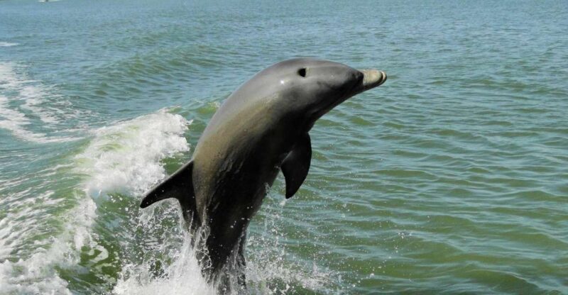 Marco Island: 2-Hour Dolphin, Birding, and Shelling Tour - Key Points