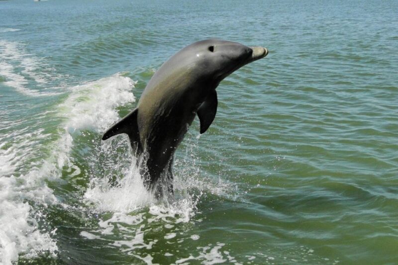 Marco Island: 2-Hour Dolphin, Birding, and Shelling Tour - Final Thoughts: Who Should Book This Tour?