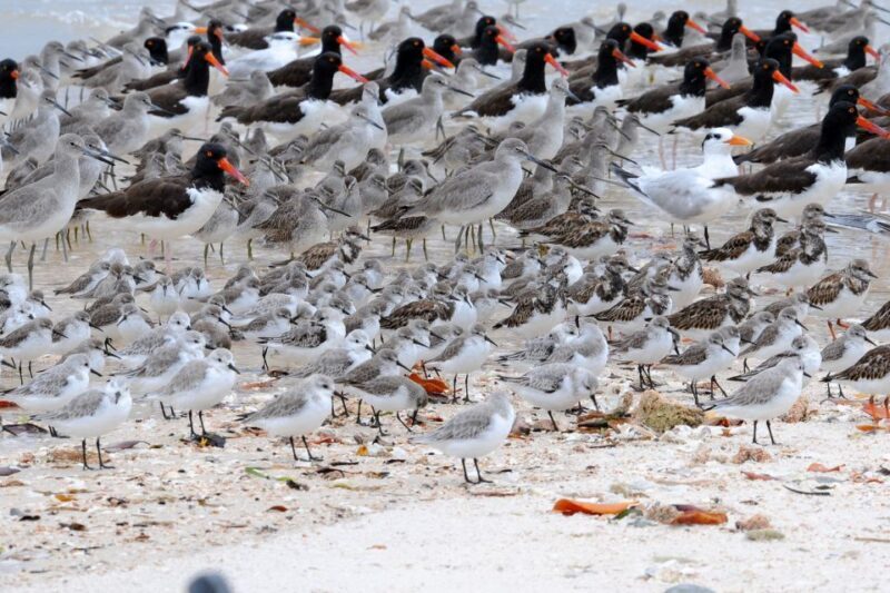 Marco Island: 2-Hour Dolphin, Birding, and Shelling Tour - FAQ