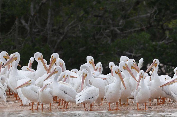 Marco Island: 2-Hour Dolphin, Birding, and Shelling Tour - The Itinerary: What to Expect