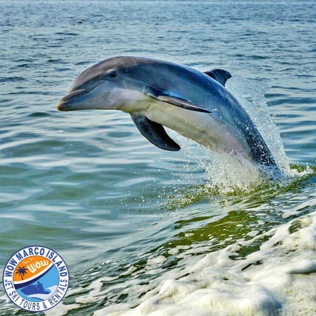 Marco Island: Dolphin Jet Ski Tour - An In-Depth Look at the Experience